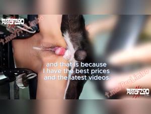 Sex videos with dog and horse