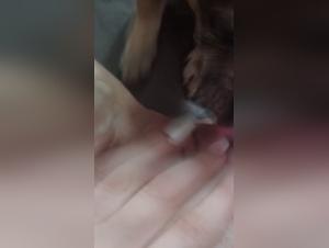 Canine Domination, Female Submission