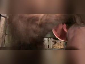 Harter Tiersex: Schaf-Deepthroat