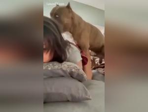 explorez l'abîme: sexe brutal et solo avec un pitbull