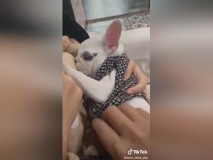 Bestiality sex video with an Asian woman and her dog