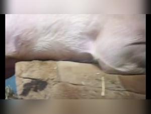 Bestiality: a woman and a pig in a hard scene