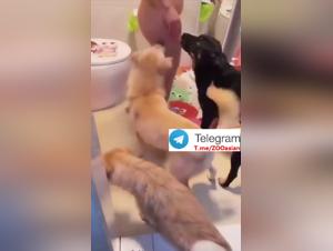 Collezione erotica: sottomissione femminile e istinto canino