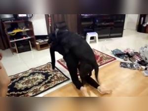 Bestiality video: Intimate relations with a dog