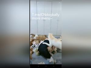 Unveiling the Raw Delights of a Gangbang with a Dog