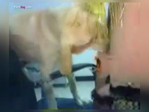 Femme et chien : une rencontre bestiale et excitante