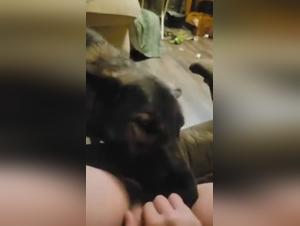 Lickjob esplosivo, desiderio animale incontrollabile