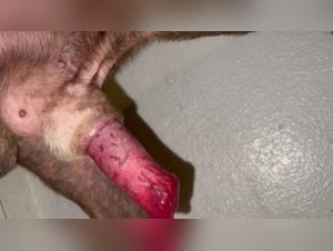 dog intimacy, denise frazier relevance