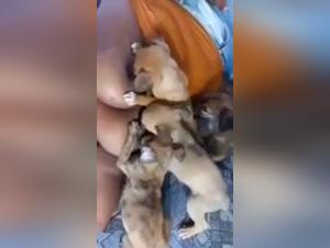 Explorez les Limites de l'Extase dans Cette Vidéo de Bestialité