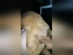 Extreme Bestiality Video with a Brazilian