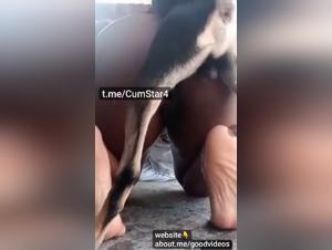 Erleben Sie rohen Sex mit Dog Live