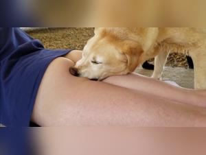 Bestiality sex experience with a dog - Sex videos with animals