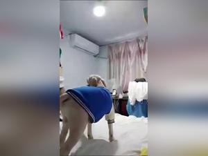 feline mockery, extreme animal abuse