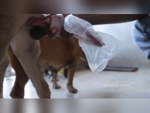 Discover the pleasures of zoophilia with this video of canine artificial insemination