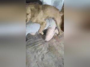 Shocking dog sex video