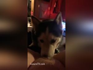 Experience the Thrill of Bestiality and Zoophilia