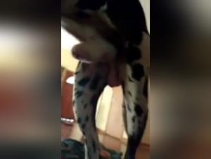 Bestiality sex videos with dogs