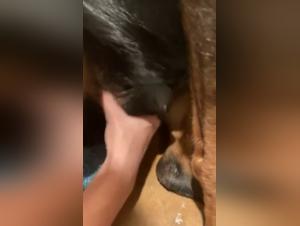 Vidéo de bestialité: une femme et son chien dans une relation intime