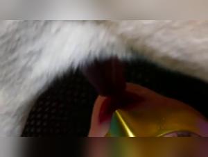 Video of extreme zoophilia with a dog