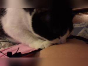 A unique zoophilia video