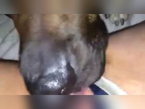 Bestiality sex video: experience fun with a dog