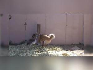 Video di sesso Bestialita Zoofilia hardcore