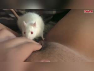 Vidéo de zoophilie avec une petite souris