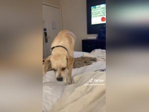 Discover Zoophilia Videos Featuring Dogs