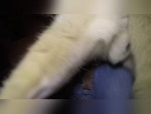 Bestiality sex video: a woman in jeans in the extreme