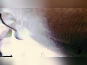 Femme Soumise à un Chien dans une Vidéo Bestialité