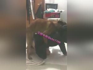 k9 sex fucking dog