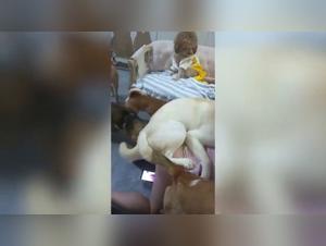 Bella succhia la carne dei loro cani preferiti