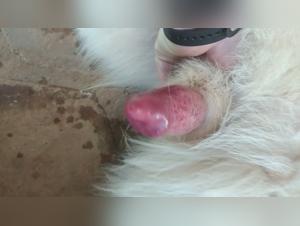 zootubex and beast tube