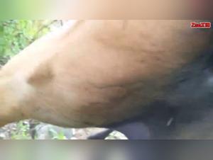 Extreme bestiality video: a woman and a horse