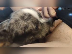 Soddisfazione animale: il suo cane gli offre un piacere illimitato