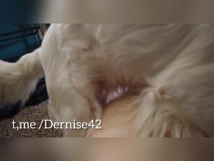 Desire Animal: XXX Video Where Boundaries Fade