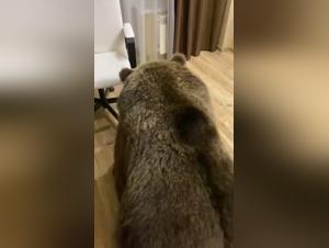 Extreme Bestiality Video