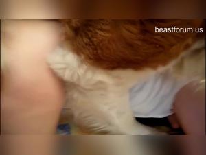 Analyzing the Sex-Animal Nexus in Forbidden Content