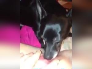 Zoophilia Video: A Forbidden and Exciting Experience