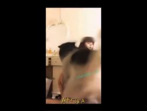 zoo tube secrets devoiles