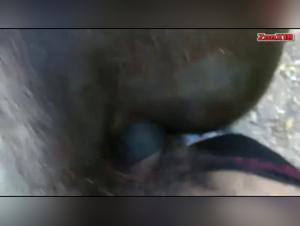 Discover the World of Bestiality