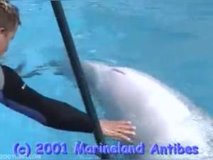 An exclusive video on the intimate secrets of dolphins