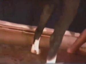 Unveiling the Bestiality Truth