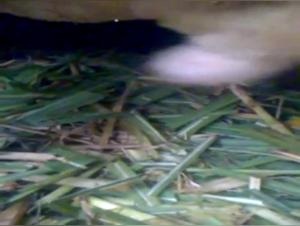 Discover the Pleasures of Bestiality - Zoophilia Video