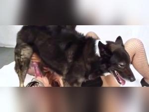 Bestiality sex video: lesbian women and dog