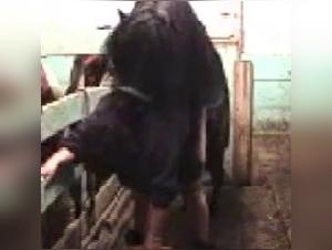 Delizie di bestiali selvatici e umilianti