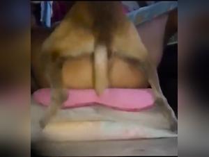 Sensual exploration: deep knots and canine submission