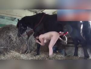 Horse Sex Video: A Forbidden and Wild Experience
