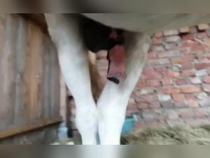 Discover the Biggest and Erect Horse Sex