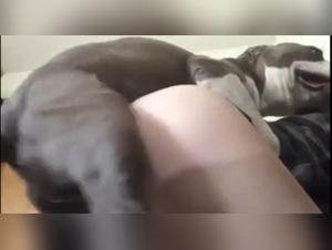 Explore the limits of bestiality